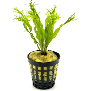 Özden Aquatics 1 Saksı Microsorum Pteropus Windelov Canlı Akvaryum Bitkisi