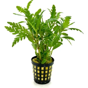 Özden Aquatics 1 Saksı Hygrophila Pinnatifida Canlı Akvaryum Bitkisi