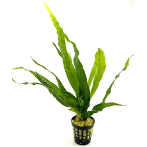 Özden Aquatics 1 Saksı Microsorum Pteropus (Dev Java Fern) Canlı Akvaryum Bitkisi