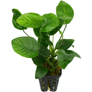 Atılım Akvaryum Anubias Barteri Nana Akvaryum Canlı Bitkiler 4-7 Yaprak Bir Kök Kolay Bitki