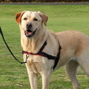 Köpek Yürüyüş Eğitim Göğüs Tasması L-Xl