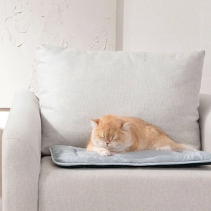 Ringo Kedi & Köpek Yatağı