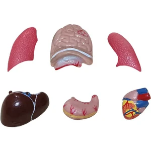 İnsan Vücudu Küçük 8 Parça 27 Cm
