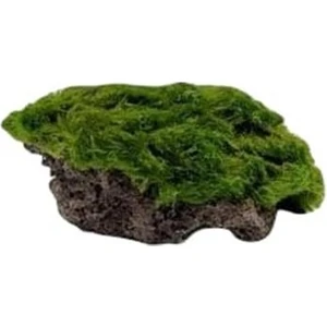Atakan PetShop Marimo Moss Rock Canlı Bitki