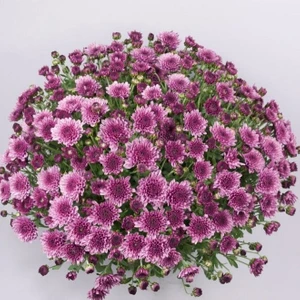 Ev Ve Bahçe Özel Çeşit Branfountain Purple Kasımpatı Krizantem Çiçeği Fidesi (1 Adet)