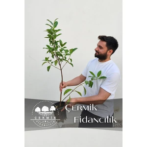 Parlak Yapraklı Kartopu Fidanı 60 - 100 Cm