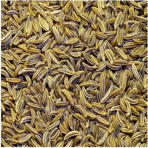 Köy Tohumları 100 Adet Tohum Nadir Organik Kimyon Tohumu Hediye Tohumludur