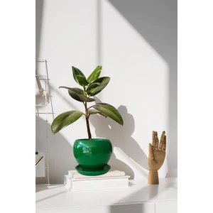 Tabaklı Çimen Tombul Saksı 22X21 cm