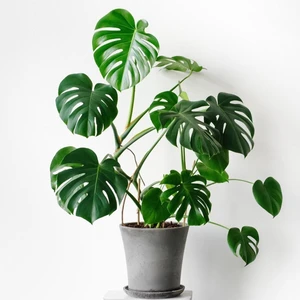 Bi Kaktüs Dünyası Deve Tabanı Bitkisi 90 110 cm Monstera Deliciosa