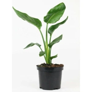 Bi Kaktüs Dünyası Starliçe-Cennet Kuşu-Strelitzia Nicolai 60CM