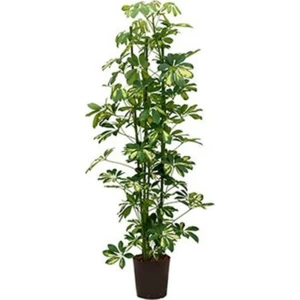 Bi Kaktüs Dünyası Şeflera Bitkisi 110 120 cm Schefflera Bitkisi 5 Parmak Bitkisi Ev Bitkisi Ofis Bitkisi Salon Bitkisi