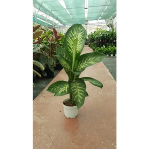 Bi Kaktüs Dünyası Difenbahya - Dieffenbachia Tropic Snow 60-70CM