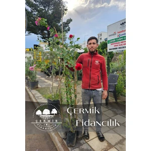 Çermik Fidancılık Sarmaşık Yediveren Gül Fidanı Tüplü