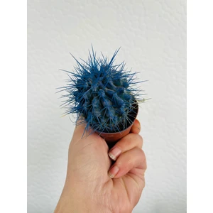 Bi Kaktüs Dünyası Echinopsis Kaktüs Mavi Renkli Kaktüs