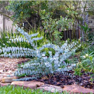 TNC Garden Groups Mavi Okaliptus Fidanı Eucalyptus Globulus  3 Adet