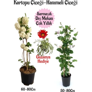 Bitkim Sende Kartopu Çiçeği 1 Adet +Hanımeli Çiçeği 1 Adet+Pembe Gazanya Hediye Saksılı Bahçe Seti
