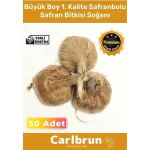 Premium Özel Dikime Hazır Yerli Üretim Büyük Boy 1. Kalite Safranbolu Safran Bitkisi Soğanı 50 Adet