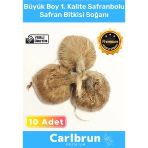 Premium Özel Dikime Hazır Yerli Üretim Büyük Boy 1. Kalite Safranbolu Safran Bitkisi Soğanı 10 Adet