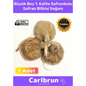 Premium Özel Dikime Hazır Yerli Üretim Büyük Boy 1. Kalite Safranbolu Safran Bitkisi Soğanı - 1 Adet