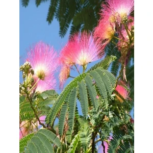 Tüplü Gülibrişim Ipek Ağacı Fidanı 50/60 cm