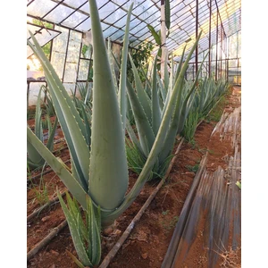 Odunsu Gövde Aloe Vera Bitkisi 60 cm 2 Yaş Anaç Saksısız Köklü Yavru Aloe Vera Plant