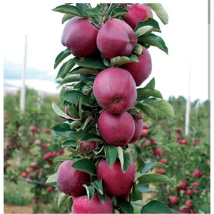 Doğan Fidancılık Saksılı Yarı Bodur Scarlet Spur Elma Fidanı 4-5 Yaşında 120-150 cm