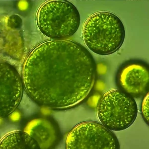 1 Litre Yeşil Su Chlorella Yosunu (Su Piresi Besini)