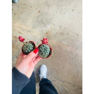 Bi Kaktüs Dünyası Gymncalycium Baldium Çiçek Açan Kaktüs