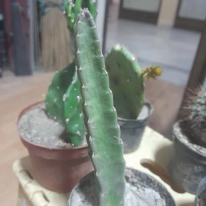 Çiçek Kaktüs - Leş Kaktüsü