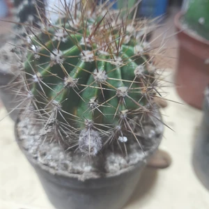 Çiçek Kaktüs Top Kaktüs