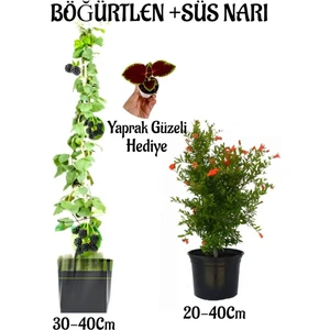 Bitkim Sende Böğütlen Meyve Fidanı 1 Adet + Bodur Süs Narı Fidanı 1 Adet+Yaprak Güzeli Hediye