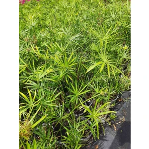 Benzersiz Bir Görünüm: Japon Şemsiyesi (Japon Gülü) Fidanı