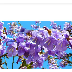 Tüplü Dünyanın En Hızlı Büyüyen Agacı Paulownia Pavlonya Fidanı