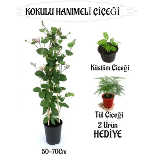 Mis Kokulu Hanımeli Çiçeği 1 Adet+Kurdele-Telgraf Çiçekleri Hediye