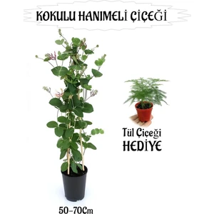Mis Kokulu Hanımeli Çiçeği 1 Adet+Tül Kuşkonmaz Çiçeği Hediye Peyzaj Seti