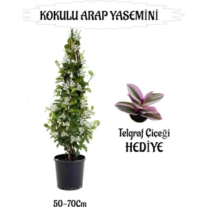 Mis Kokulu Arap Yasemini 1 Adet+Telgraf Çiçeği Hediyeli Peyzaj Seti
