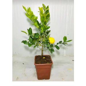 Saksılı Aşılı Yediveren Limon Fidanı
