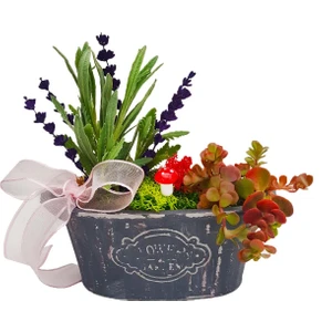 Çiçek Seli Lavanta Aurel & Kayık Flowers Beton Saksıda Lavanta Sukulent Canlı Bitki