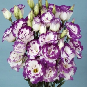 Tacir Depo Katmerli S.Blue Picotee Lisianthus Çiçeği Fidesi (3 Adet)