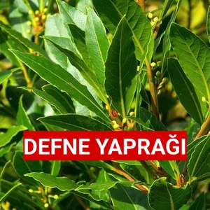 İlaçsız Gübresiz 150 Gr. Yaş Defne Yaprağı (Günlük Dalından Toplama)