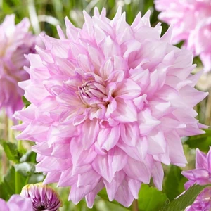 Tacir Depo Almonds Joy Iri Çiçekli Dahlia Yumrusu (1 Adet)
