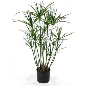 Bitkim Sende Parlak Yapraklı Japon Şemsiyesi Bitkisi 1 Adet Saksılı 40-60CM(CYPERUS Alternifolius)