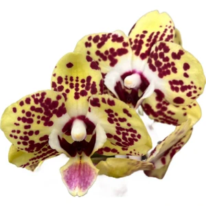 - Phalaenopsis 'Orient Express' (Sarı Orkide)