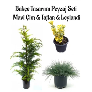 Bitkim Sende Mavi Çim 1 Adet Saksılı (10-20CM)+ALTUNI TAFLAN(20-40CM)+LEYLANDI Çam 1ADET Bahçe Seti