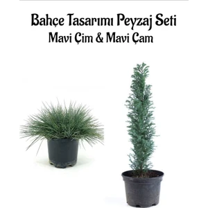 Bitkim Sende Mavi Çim 1 Adet Saksılı (10-20CM)+MAVI Çam AĞACI(30-60CM) Bahçe Seti