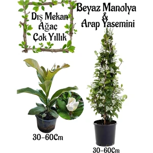 Bitkim Sende Kokulu Manolya Ağacı 1 Adet Saksılı+Arapa Yasemini 1 Adet Saksılı Bahçe Seti
