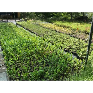 Aronya (Aronia) Chokeberry Fidanı