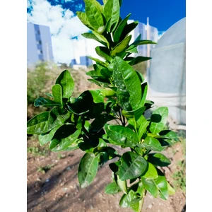 Tüplü Aşılı Satsuma Mandalina Fidanı