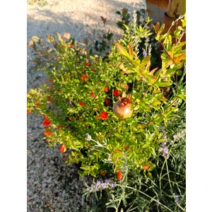 Saksılı Süs Narı Nar Fidanı