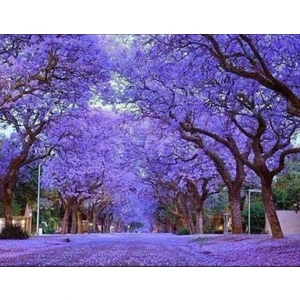 TNC Garden Groups Pavlonya Fidanı Paulownia Tementosa 30-50 cm 5 Adet